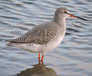 Хөгчүү (Хар хөгчүү)